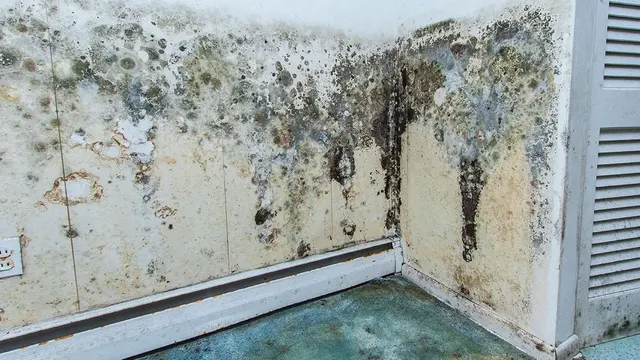 Mold Experts Of Michigan — photo from the business 1