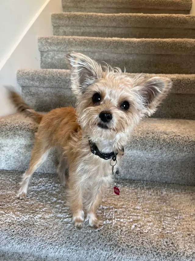 Stanley Steemer — customer photo 11