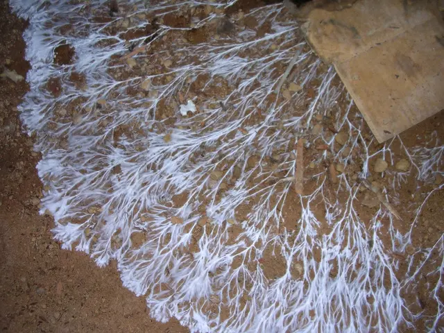 Mold Testing Services of Oregon — photo from the business 5
