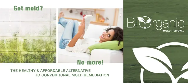 Biorganic Mold Removal — photo from the business 4