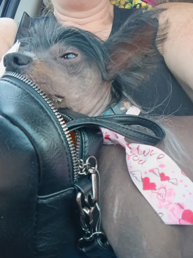 Pawsitively Perfect Grooming & Self Bathe — customer photo 8