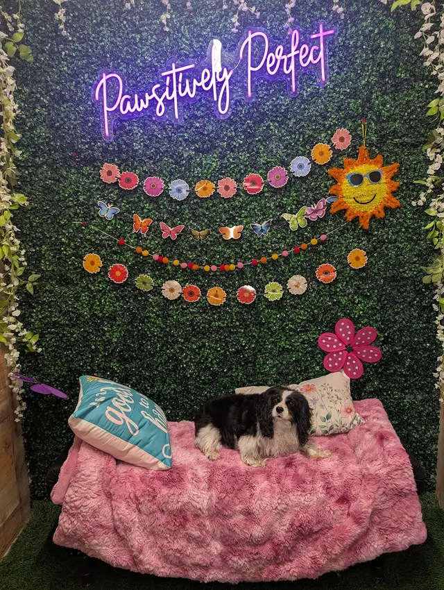 Pawsitively Perfect Grooming & Self Bathe — customer photo 11