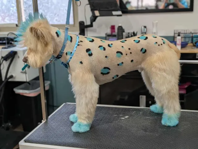 Pawsitively Perfect Grooming & Self Bathe — photo from the business 2
