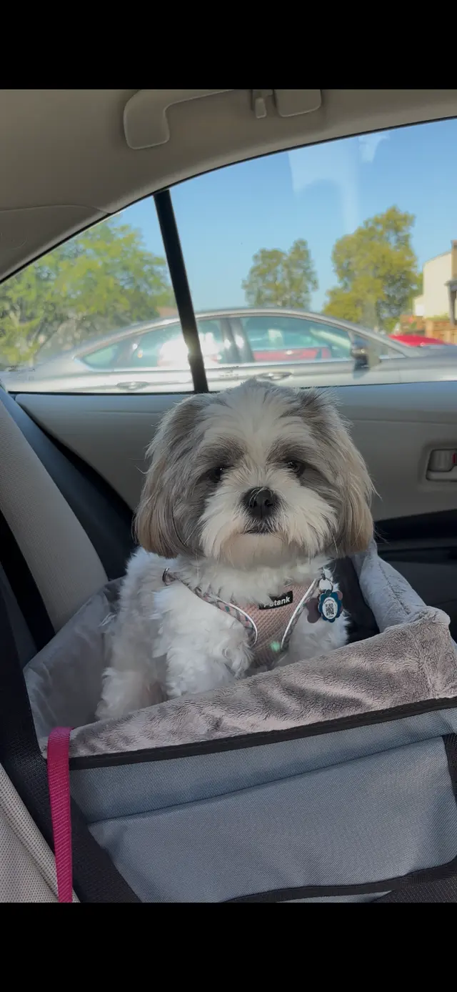 Pawsitively Perfect Grooming & Self Bathe — customer photo 9