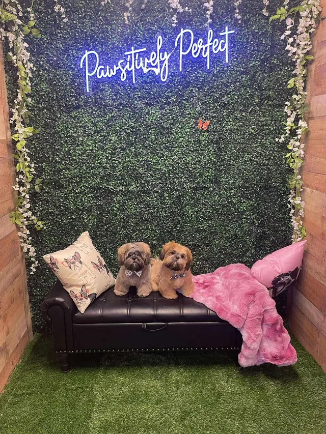 Pawsitively Perfect Grooming & Self Bathe — photo from the business 5