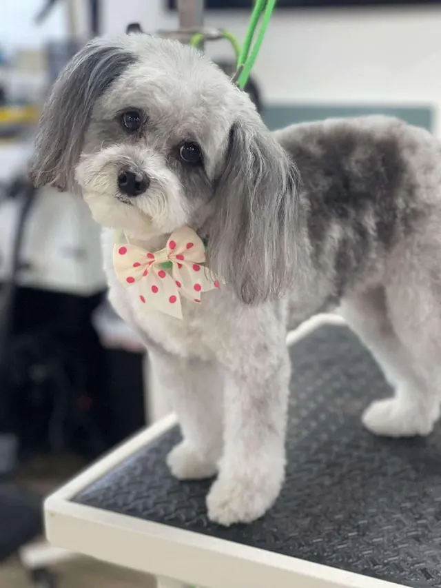 Pawsitively Perfect Grooming & Self Bathe — photo from the business 4
