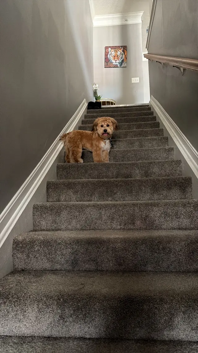 Pawsitively Perfect Grooming & Self Bathe — customer photo 12