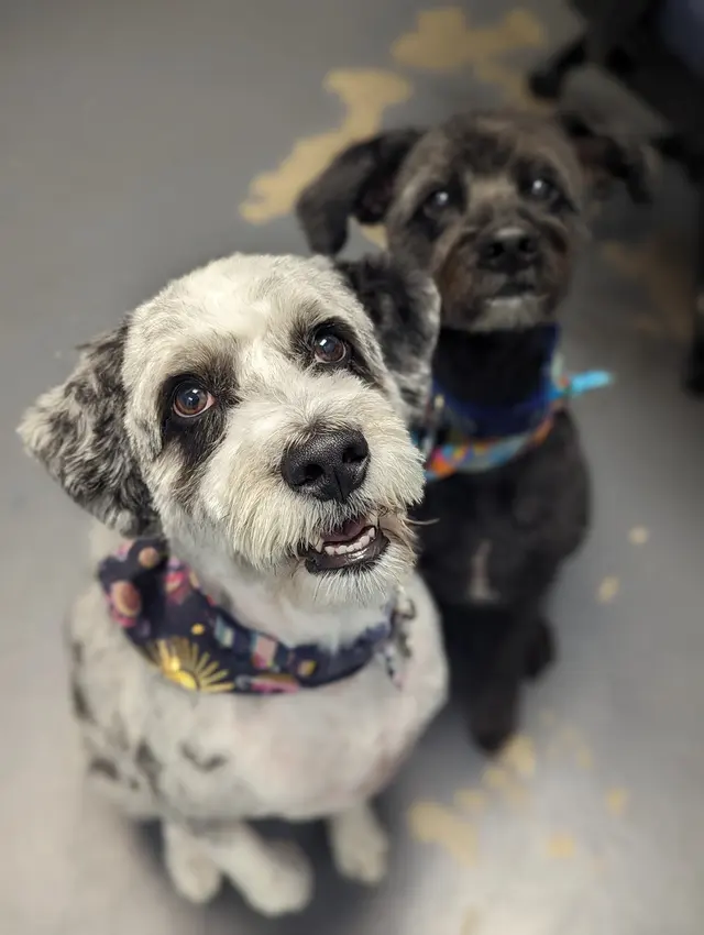 Pet Styles of Kettering — photo from the business 3