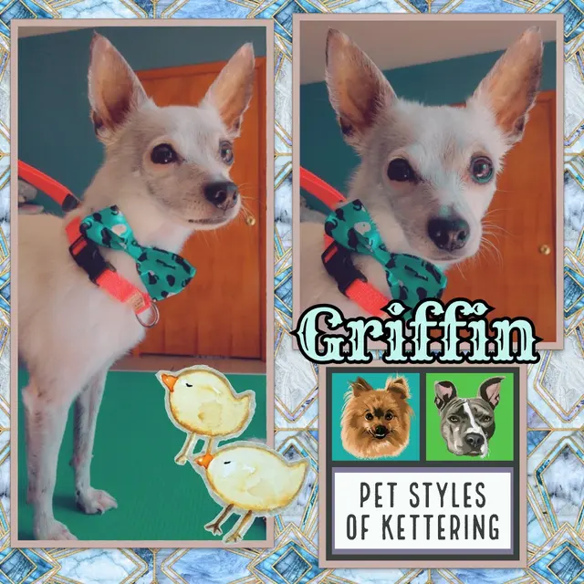 Pet Styles of Kettering — photo from the business 9