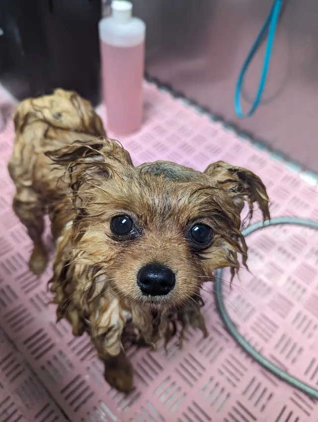 Pet Styles of Kettering — photo from the business 8