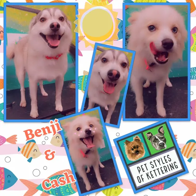 Pet Styles of Kettering — photo from the business 7