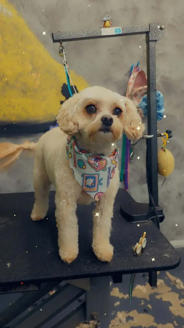 Pet Styles of Kettering — photo from the business 1