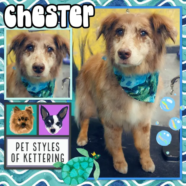 Pet Styles of Kettering — photo from the business 2