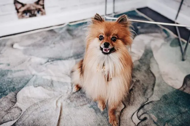 Pet Styles of Kettering — photo from the business 11