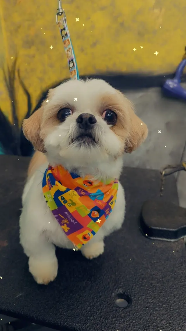 Pet Styles of Kettering — photo from the business 5