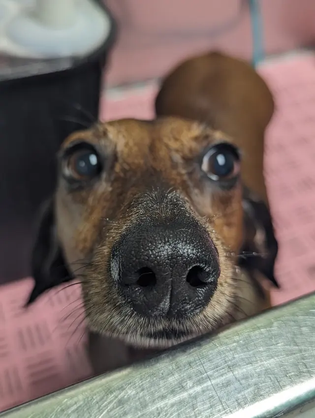 Pet Styles of Kettering — photo from the business 12