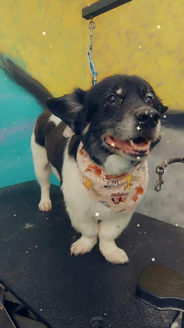 Pet Styles of Kettering — photo from the business 4
