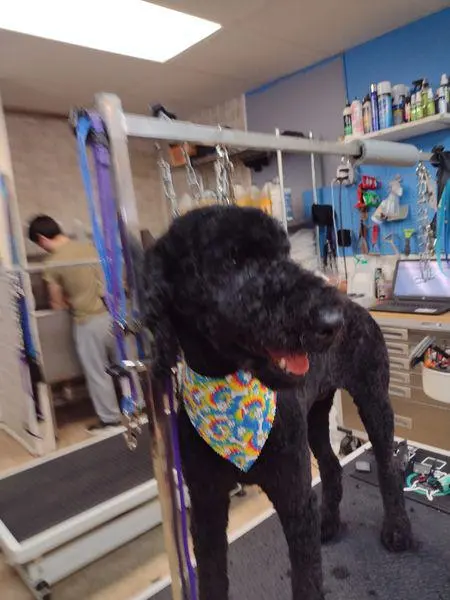 Luna's Dog Grooming Salon — photo from the business 9