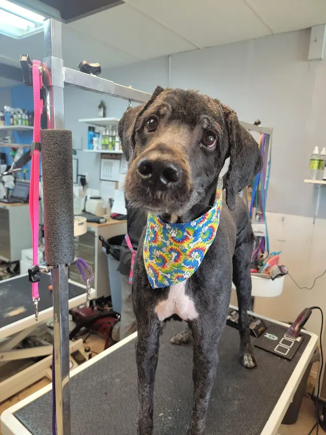 Luna's Dog Grooming Salon — photo from the business 7