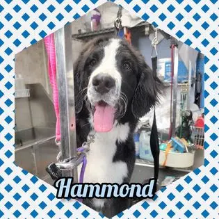 Luna's Dog Grooming Salon — photo from the business 3