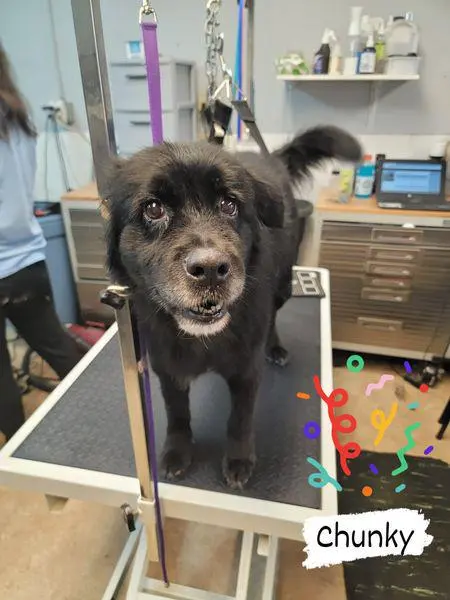 Luna's Dog Grooming Salon — photo from the business 12