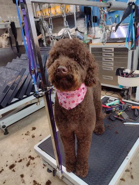 Luna's Dog Grooming Salon — photo from the business 2