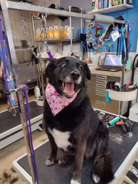 Luna's Dog Grooming Salon — photo from the business 6