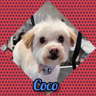 Luna's Dog Grooming Salon — photo from the business 4