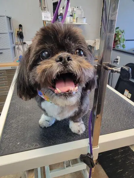 Luna's Dog Grooming Salon — photo from the business 10