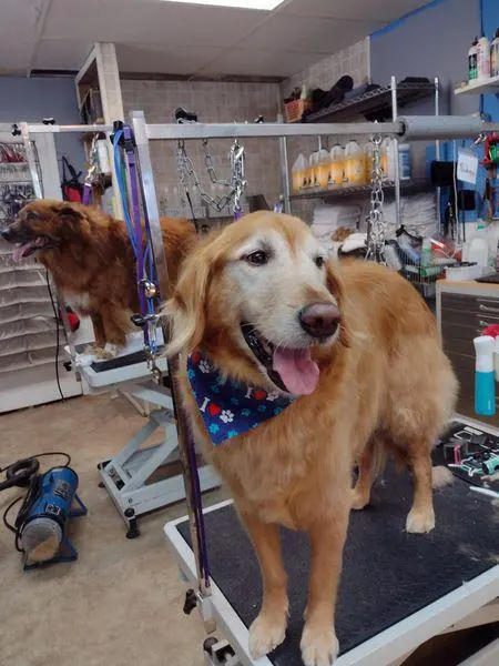 Luna's Dog Grooming Salon — photo from the business 8