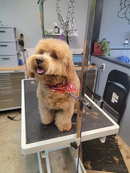 Luna's Dog Grooming Salon — photo from the business 11