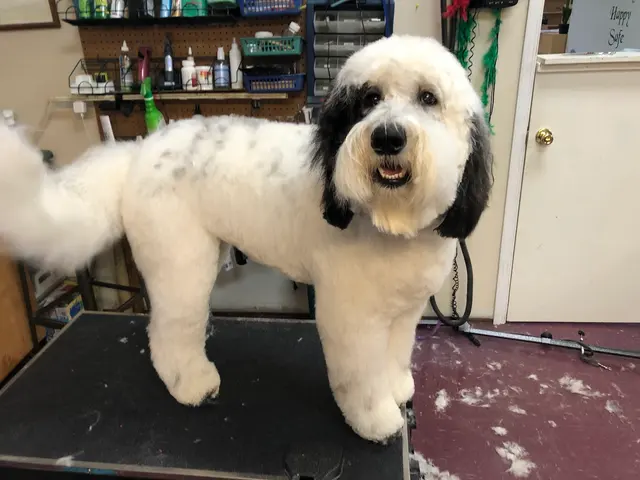 GroomingDales Pet Salon & Day Spa — photo from the business 3