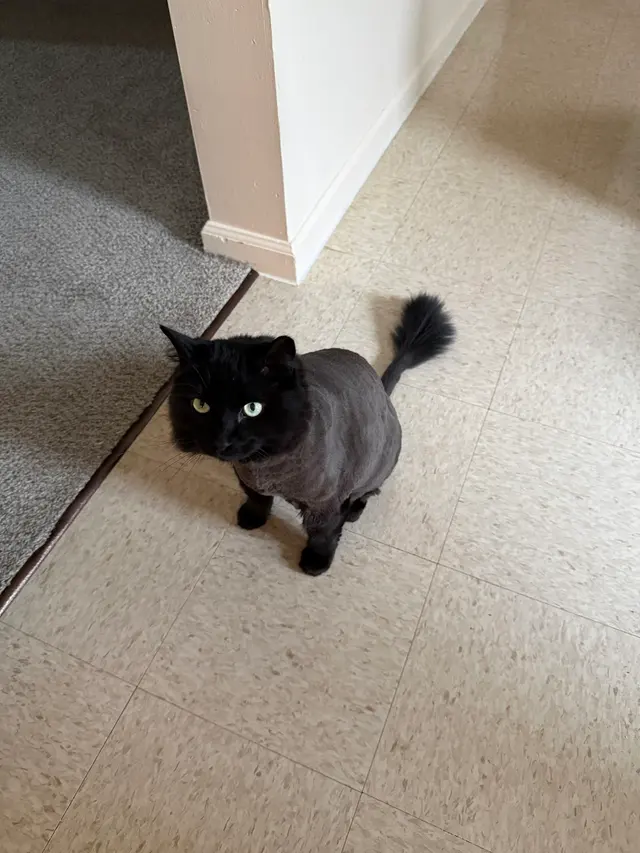 GroomingDales Pet Salon & Day Spa — customer photo 5