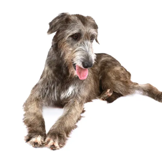 GroomingDales Pet Salon & Day Spa — photo from the business 7