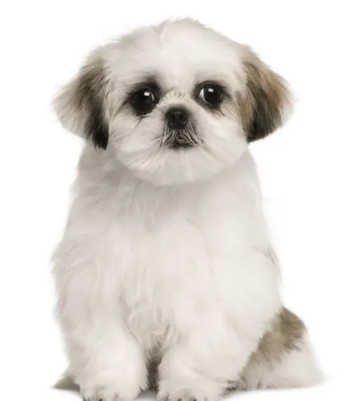 GroomingDales Pet Salon & Day Spa — photo from the business 9