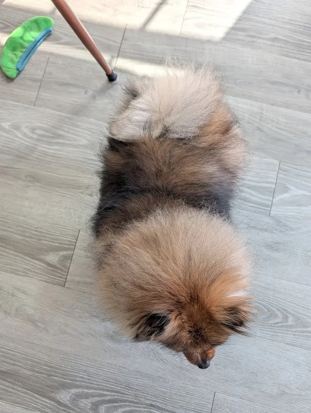 Customer photo of work by GroomingDales Pet Salon & Day Spa, from Kelsea Potter's review