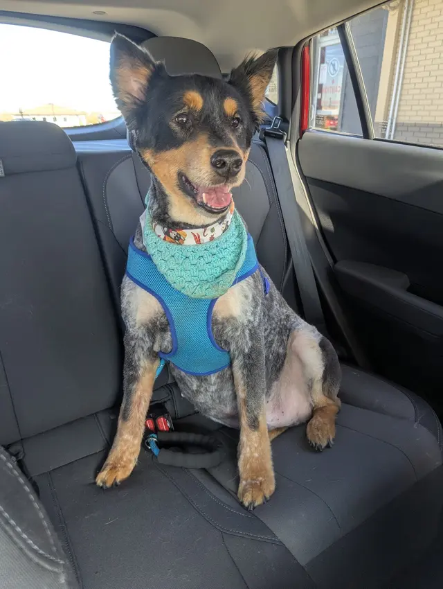 GroomingDales Pet Salon & Day Spa — customer photo 11