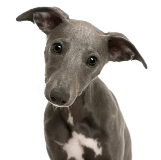 GroomingDales Pet Salon & Day Spa — photo from the business 10