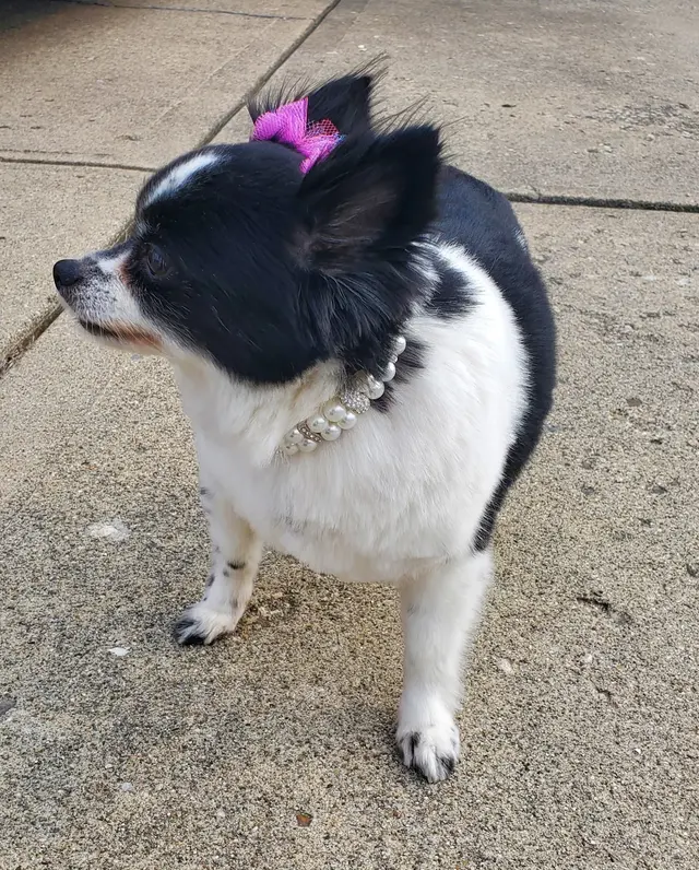 GroomingDales Pet Salon & Day Spa — customer photo 4