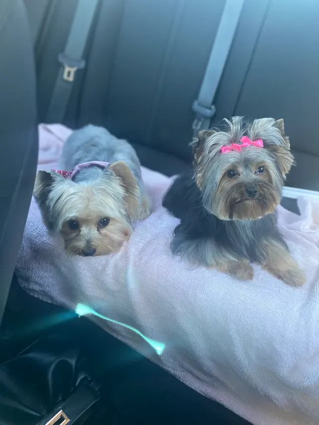 GroomingDales Pet Salon & Day Spa — customer photo 6