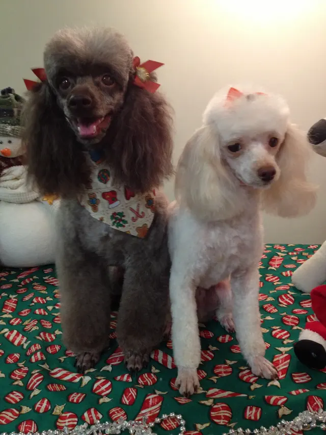 GroomingDales Pet Salon & Day Spa — photo from the business 12