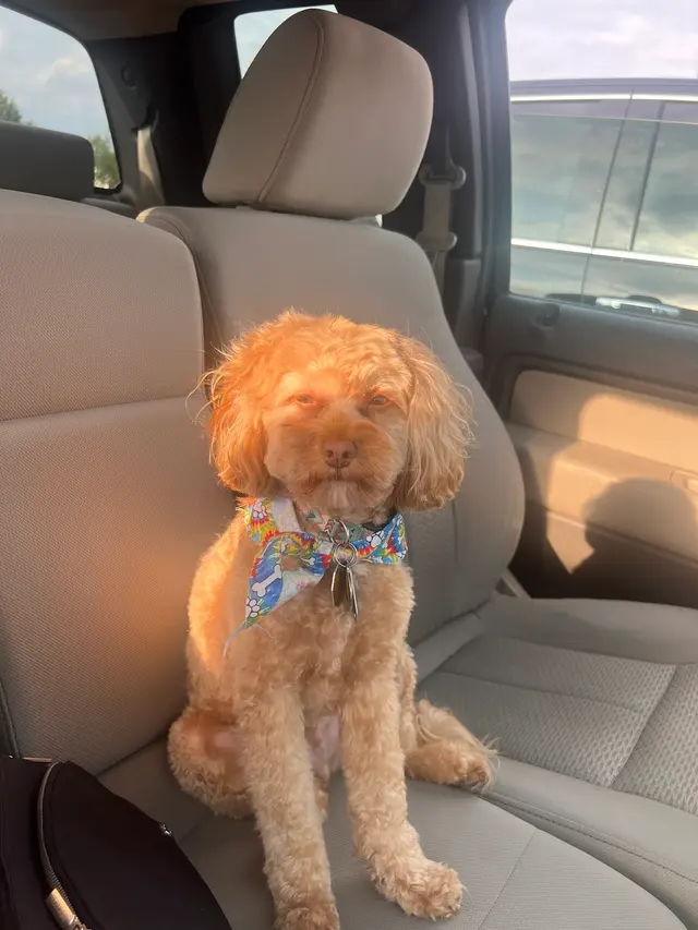 GroomingDales Pet Salon & Day Spa — customer photo 2