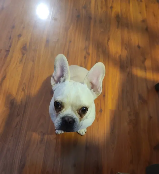 Furry Friends — customer photo 2