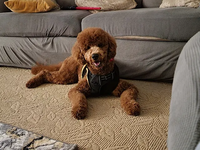 Furry Friends — customer photo 5