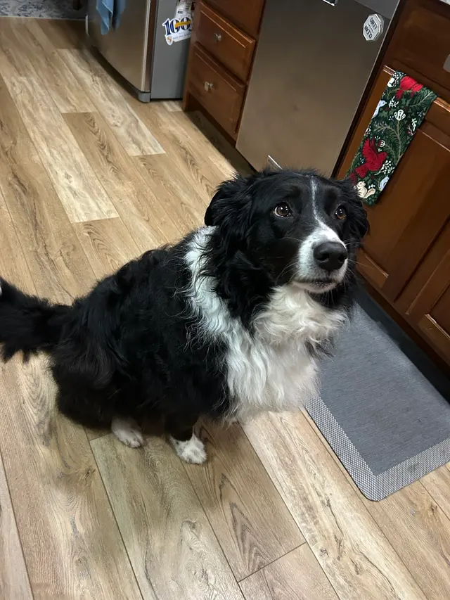 Furry Friends — customer photo 4