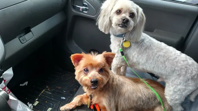 Furry Friends — customer photo 8