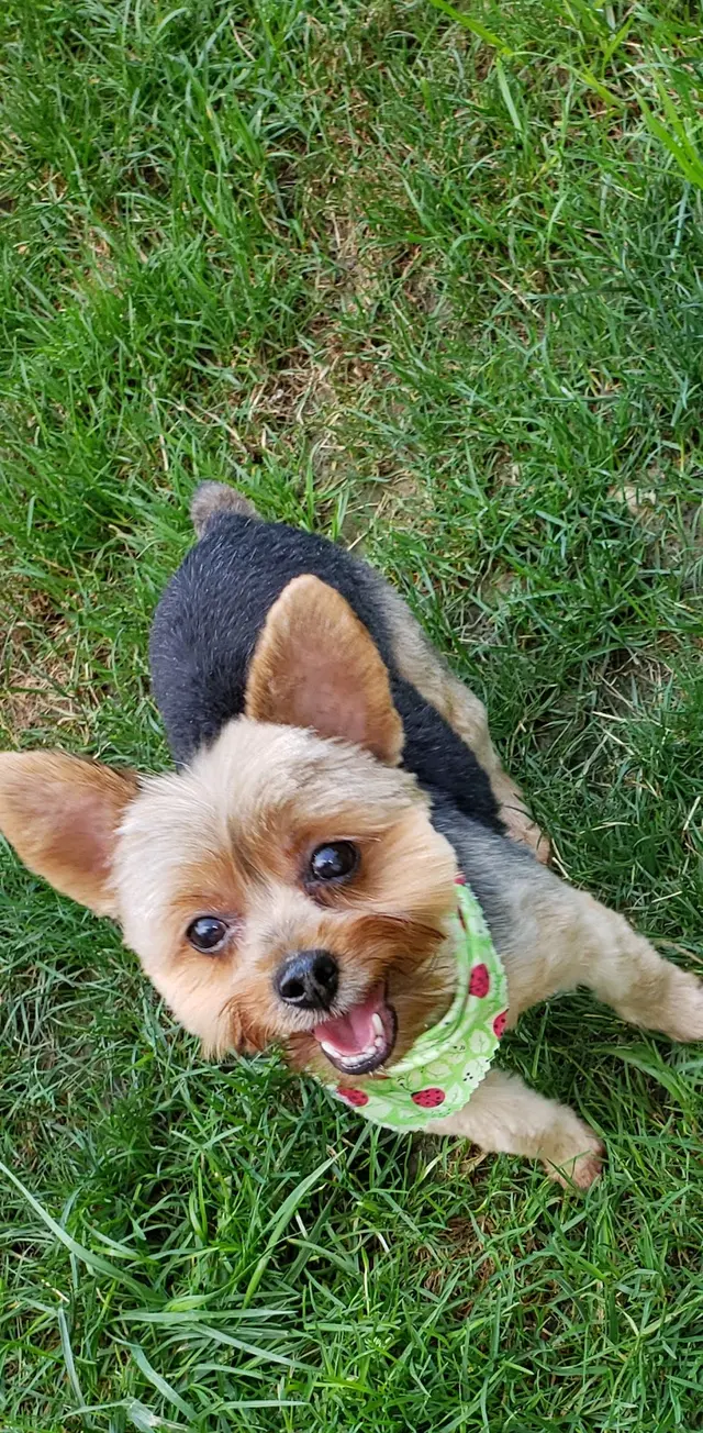 Furry Friends — customer photo 3
