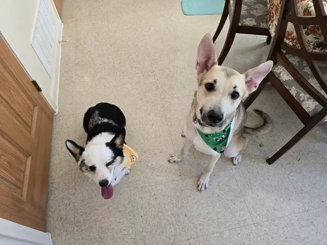 Furry Friends — customer photo 12