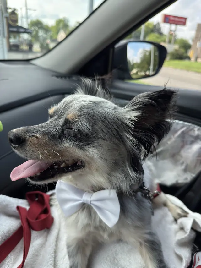 Furry Friends — customer photo 1