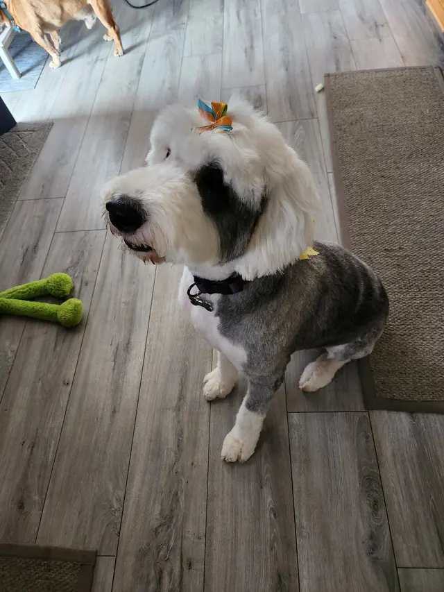 Furry Friends — customer photo 6